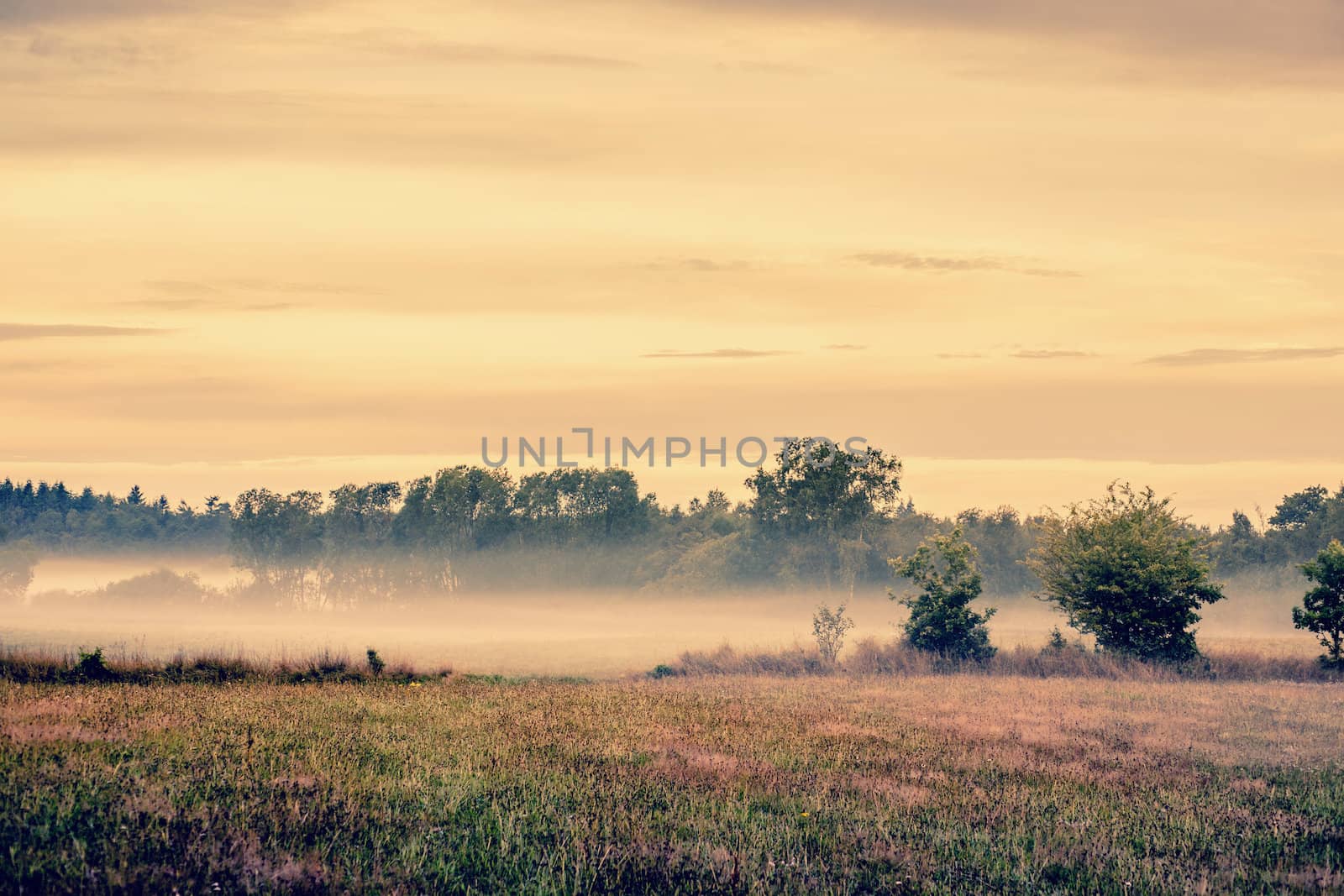 Misty meadow landscape with fields and trees
