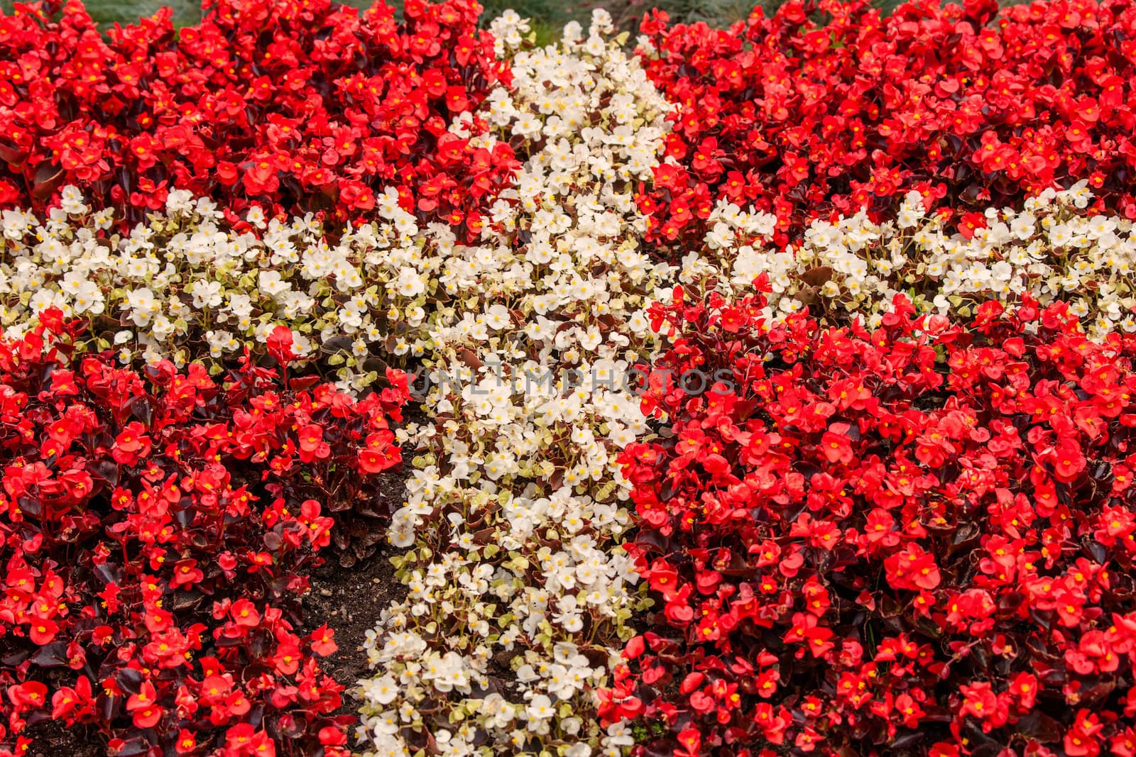 Red and white flowers illustrating the flag of Denmark