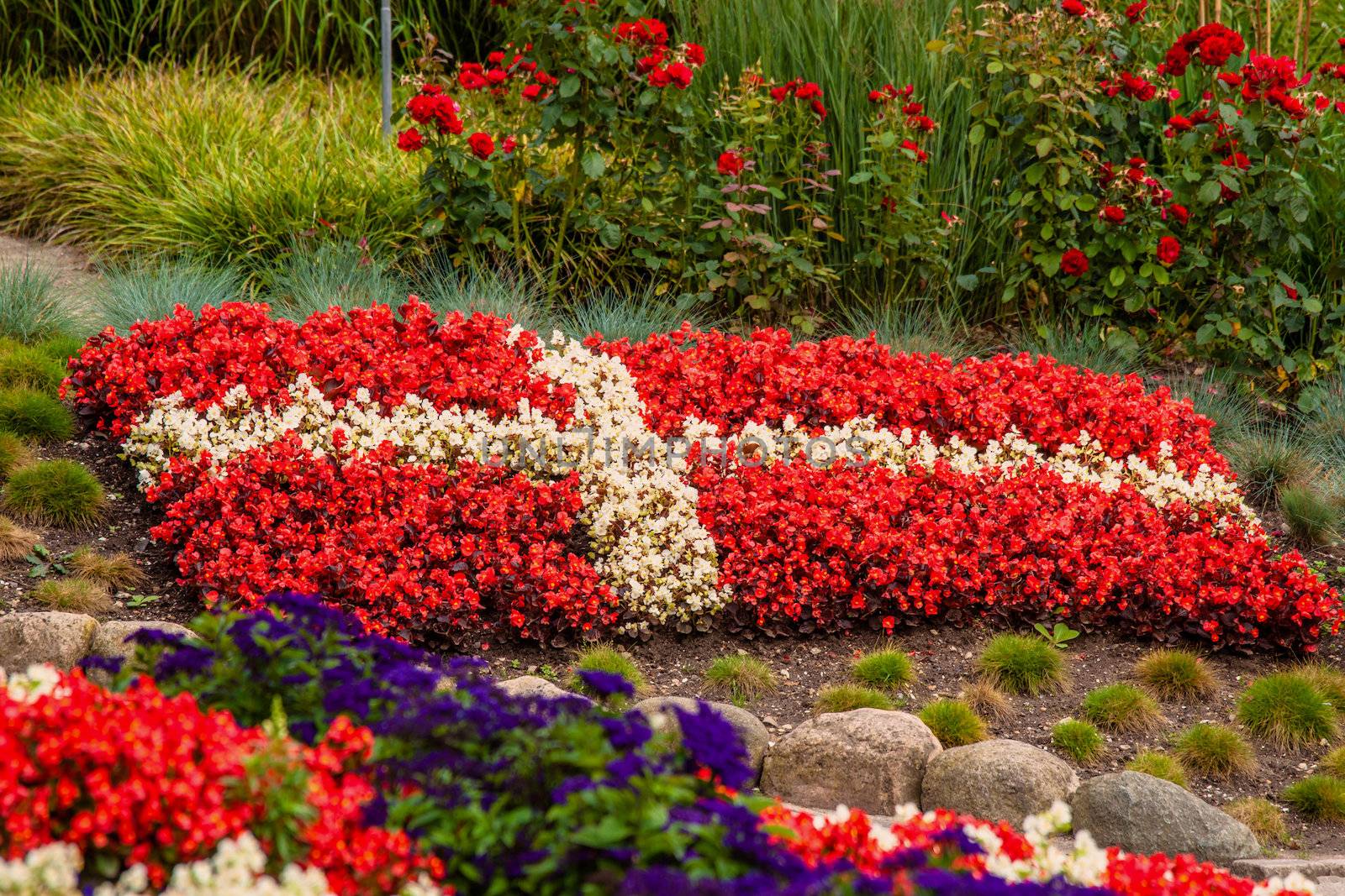 Flower garden with red and white flowers illustrating the danish flag