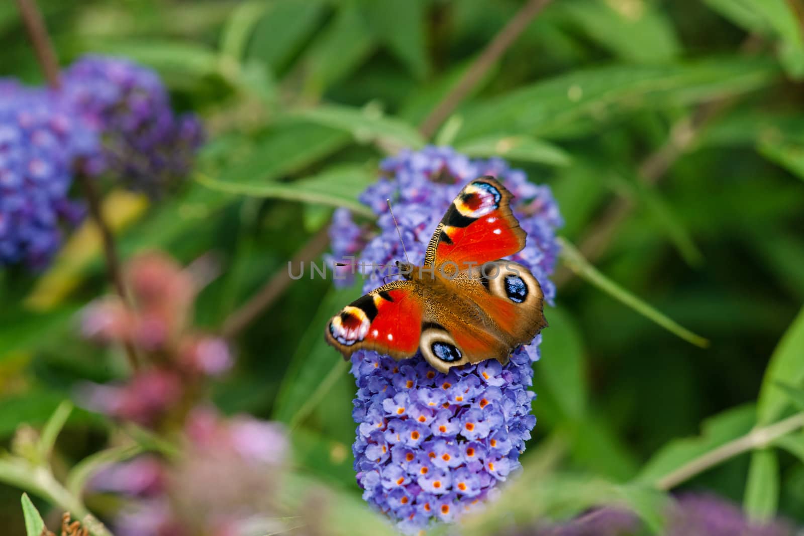 Inachis io sitting on a blue flower in a garden