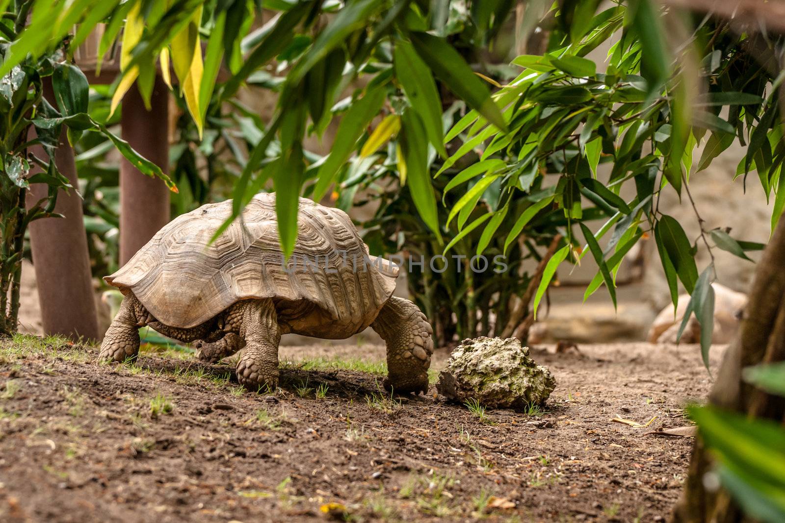Big turtle walking in a prehistoric jungle