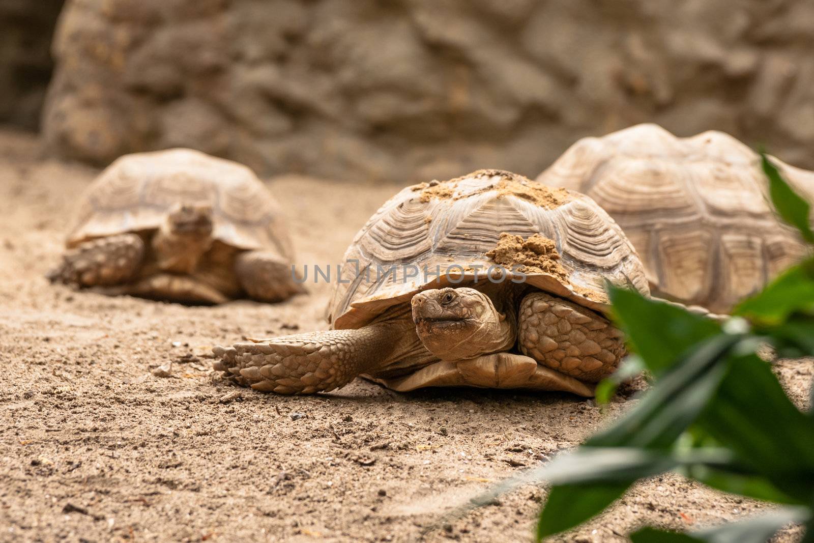 Old turtles crawling in the sand in natural enviroment
