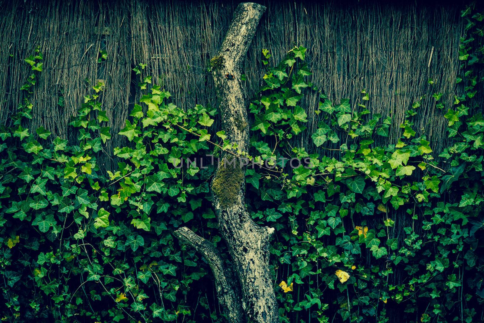 Fresh green ivy climbing an old fence