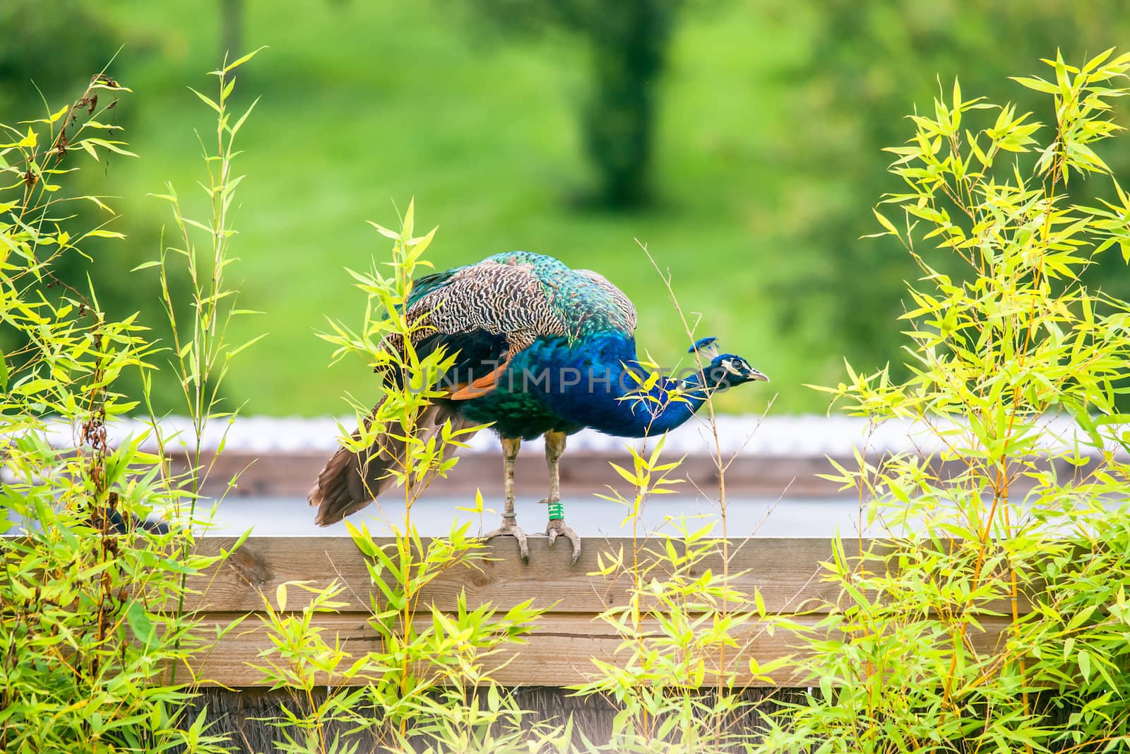 Beautiful peacock standing on a wood surface
