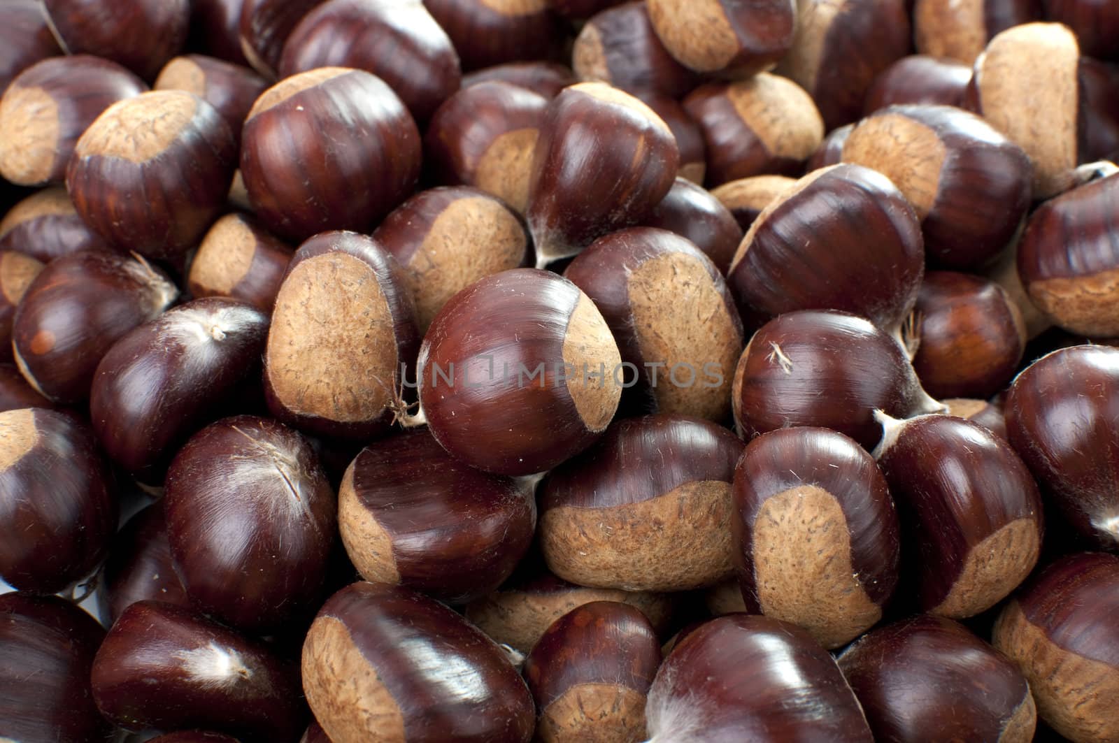 Plenty of Hand-picked Ripe Chestnuts in autumn