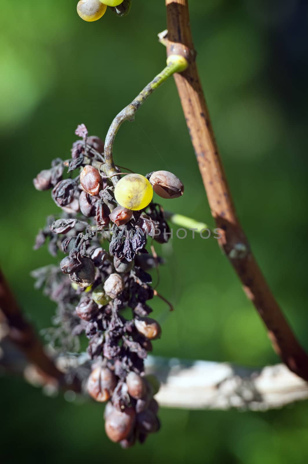 An Example of Peronospora, Grape disease