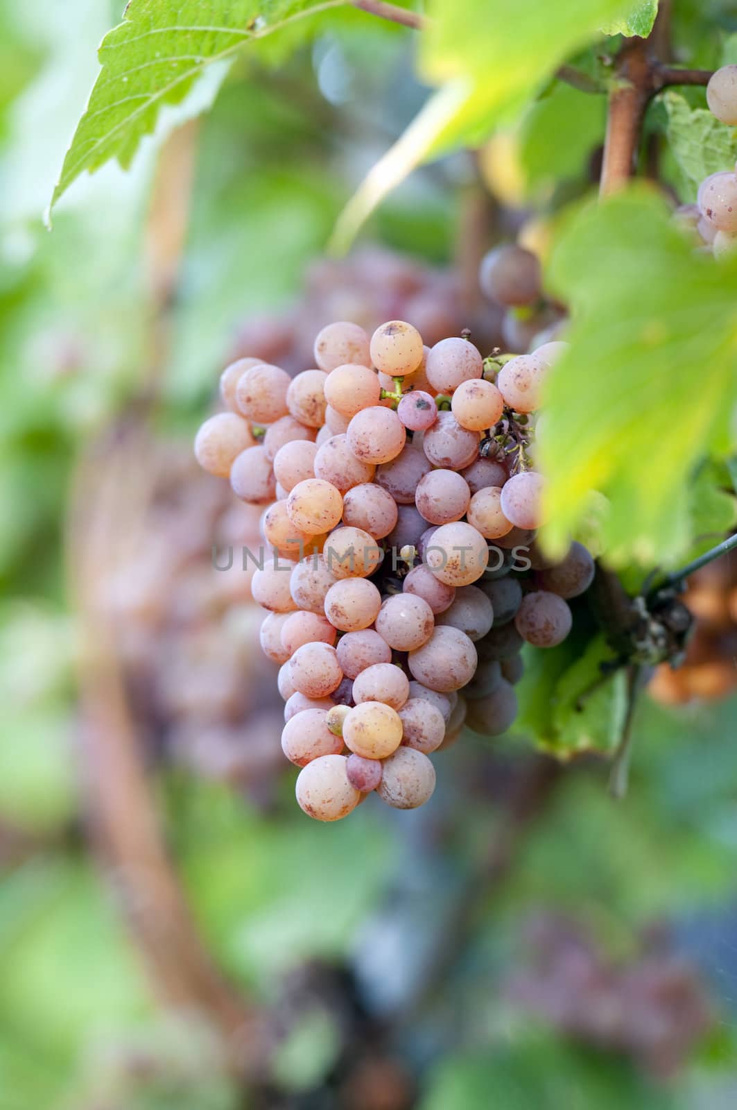 Pink bunch of grape in the vineyard at harvest time