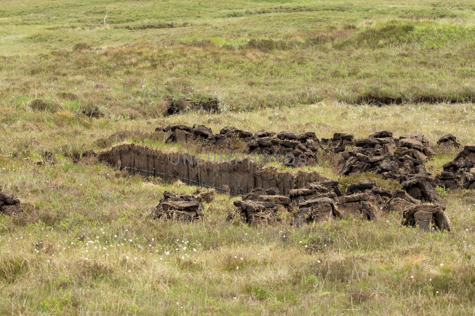 Peat cutting area, showing cut peats drying on moorland