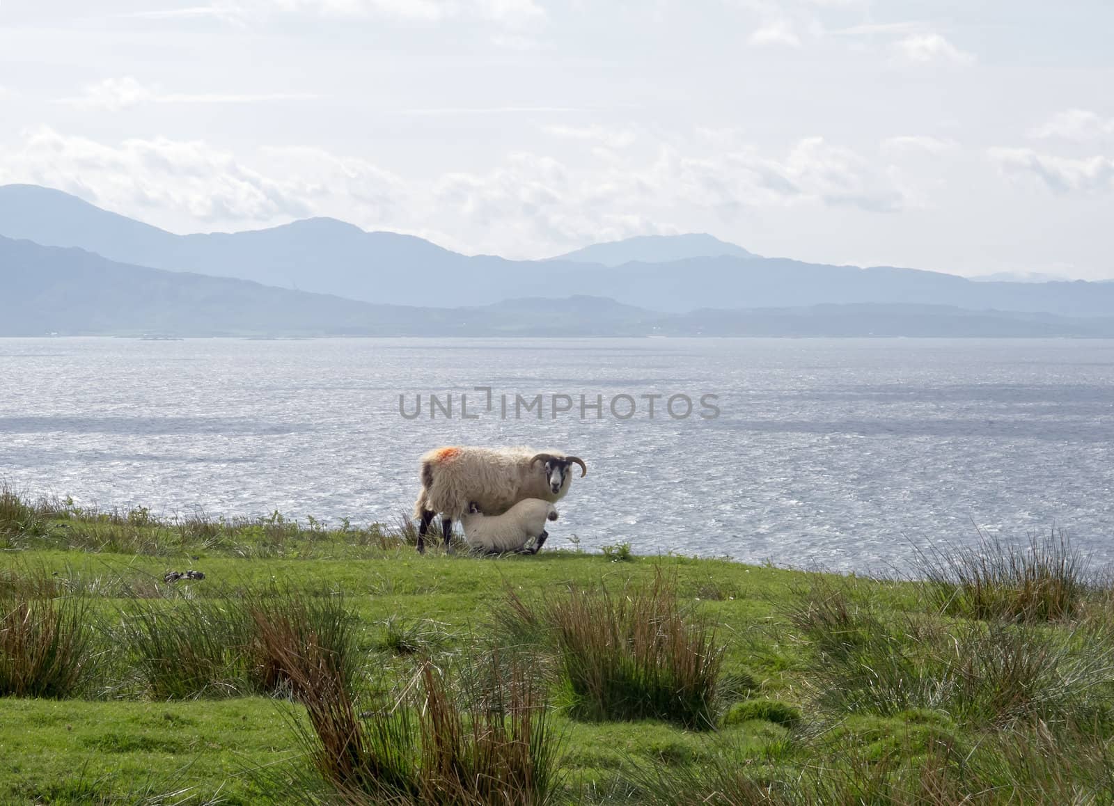 Ewe suckling lamb looking out over The Sound of Sleat from Skye towards mainland Scotland.