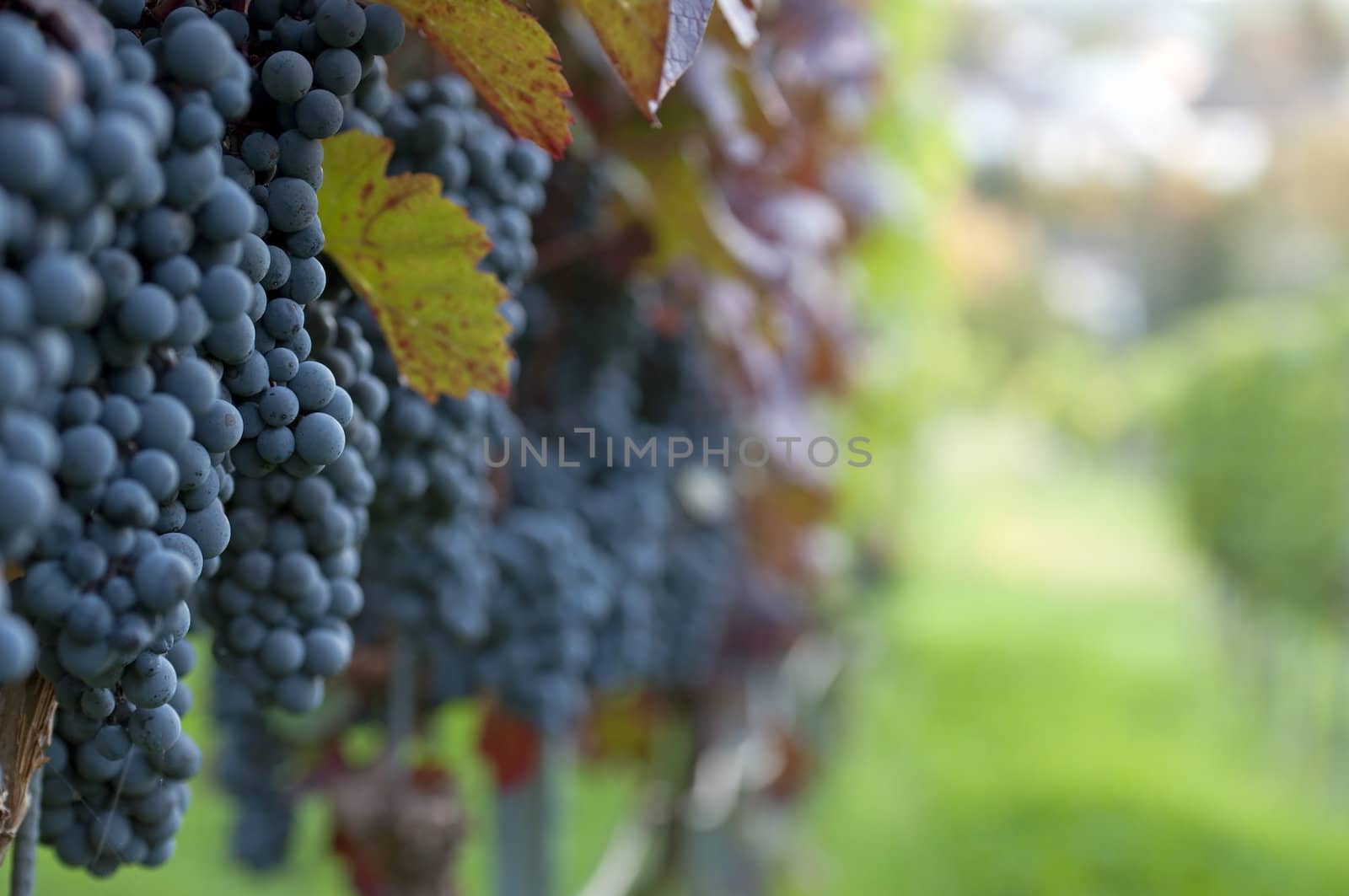 Red grapes by Rainman