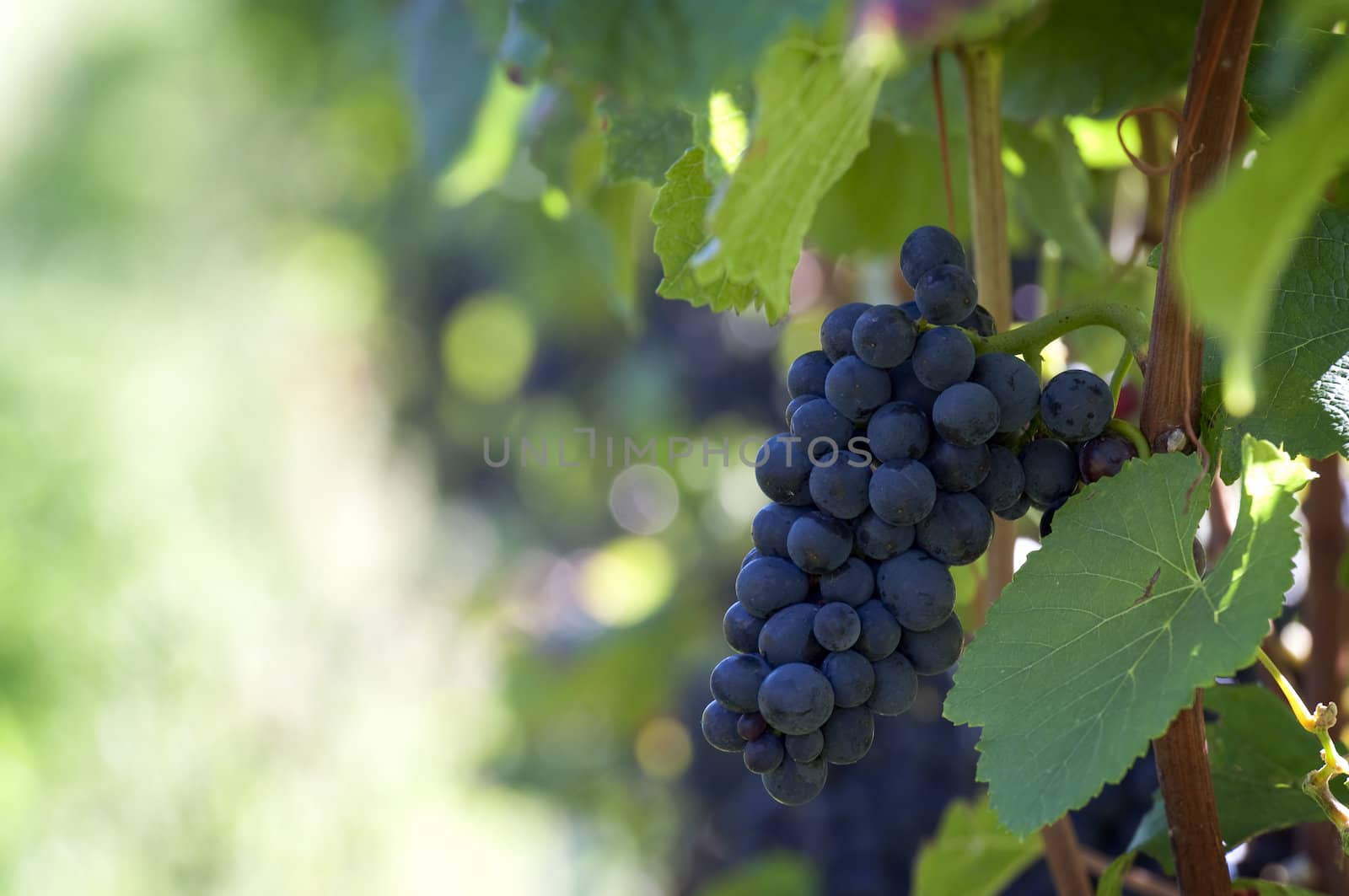 Red bunches of grape in the vineyard before the harvest