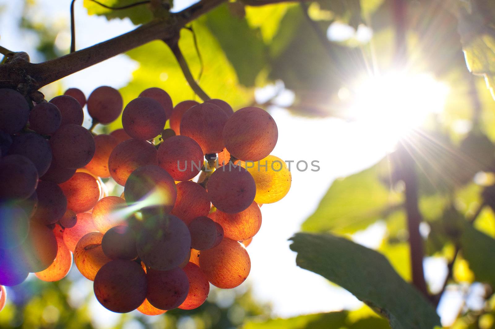 Close-up of a bunch of grapes on grapevine at susnset. Shallow DOF.