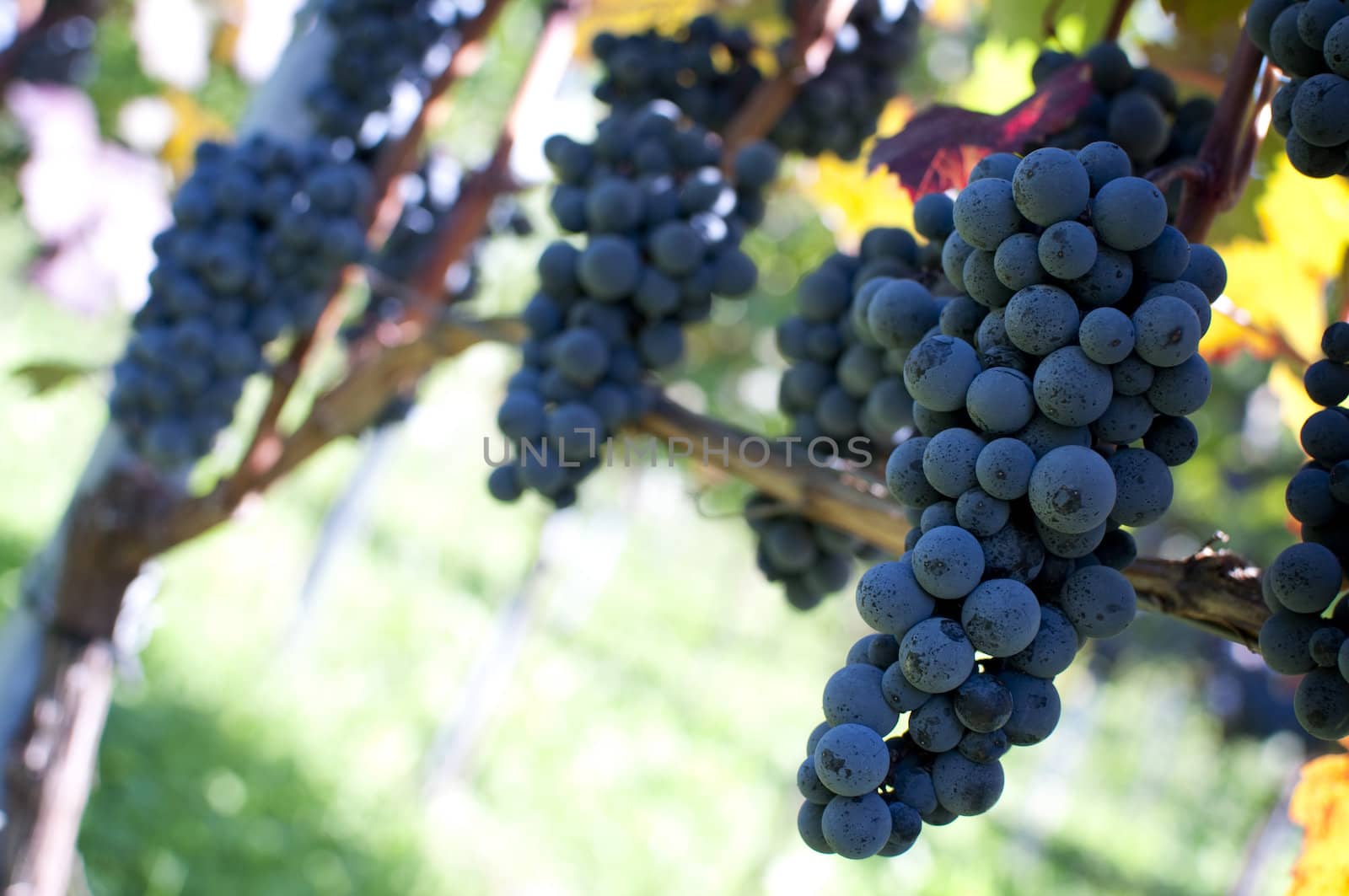 Red grapes by Rainman