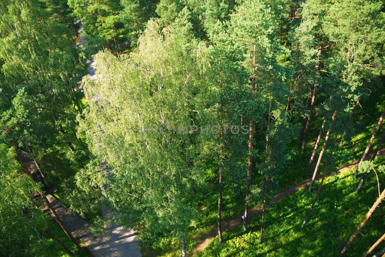 Fir tree forest in morning time in Jurmala