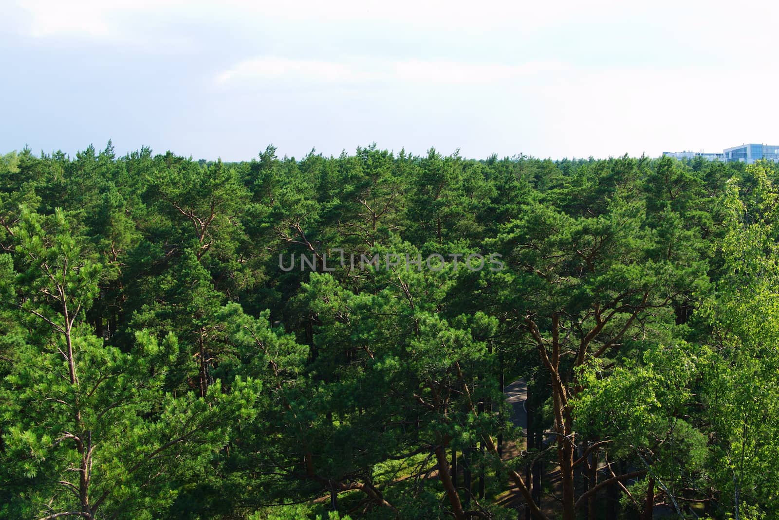 Fir tree forest in morning time in Jurmala