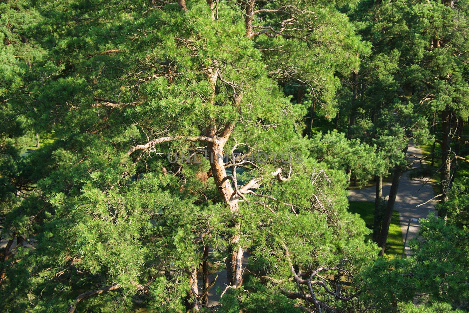 Fir tree forest in morning time in Jurmala