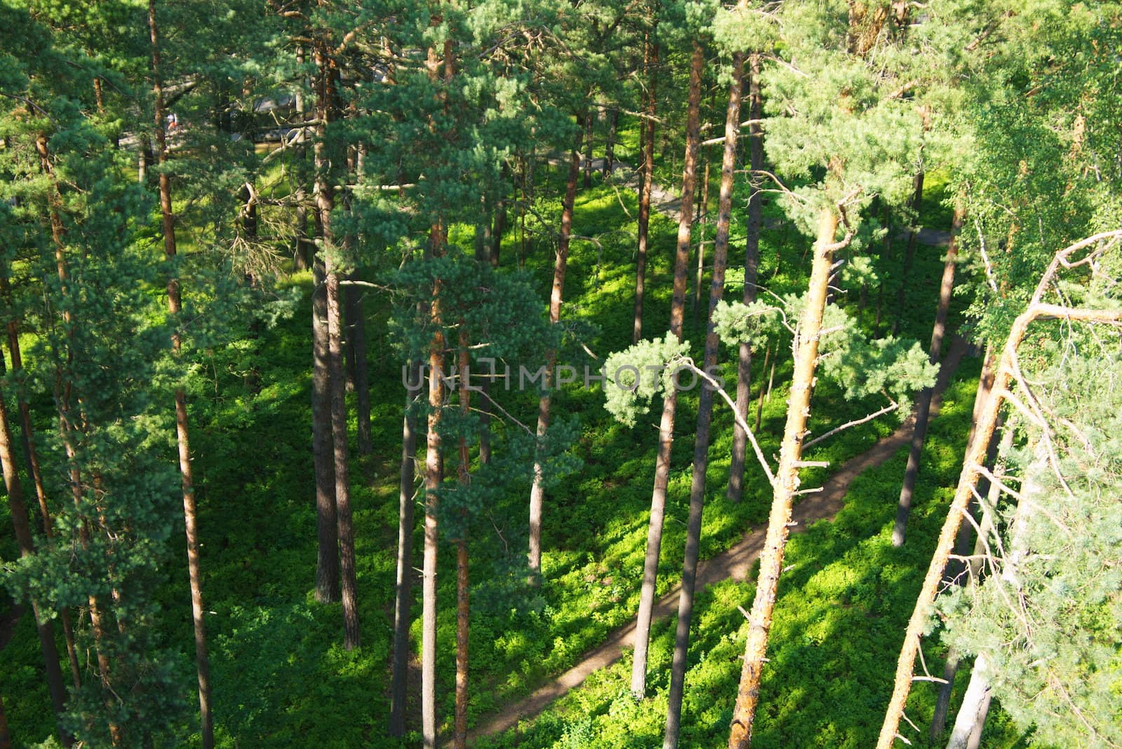 Fir tree forest in morning time in Jurmala