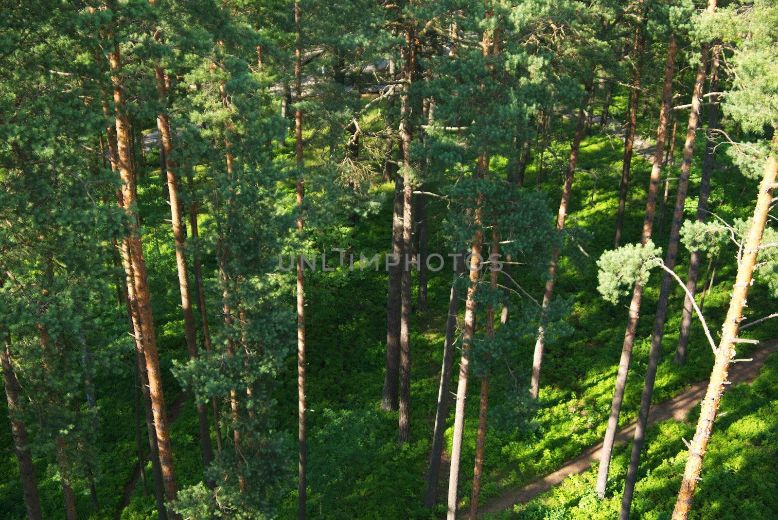 Fir tree forest in morning time in Jurmala