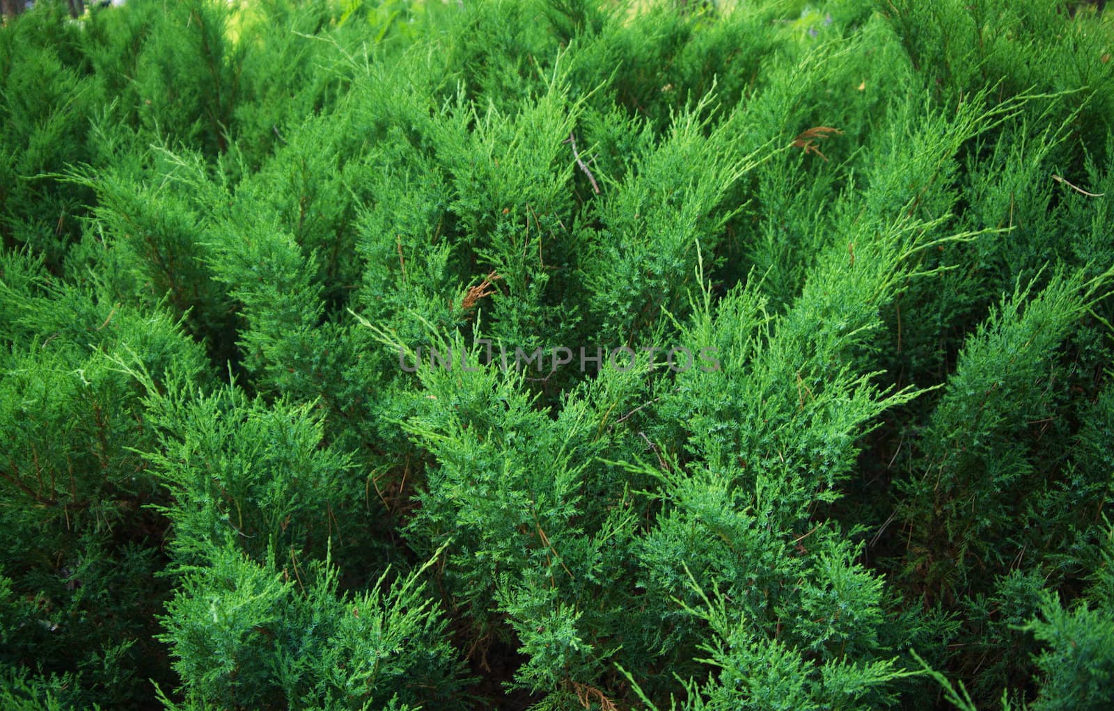 Fir tree forest in morning time in Jurmala