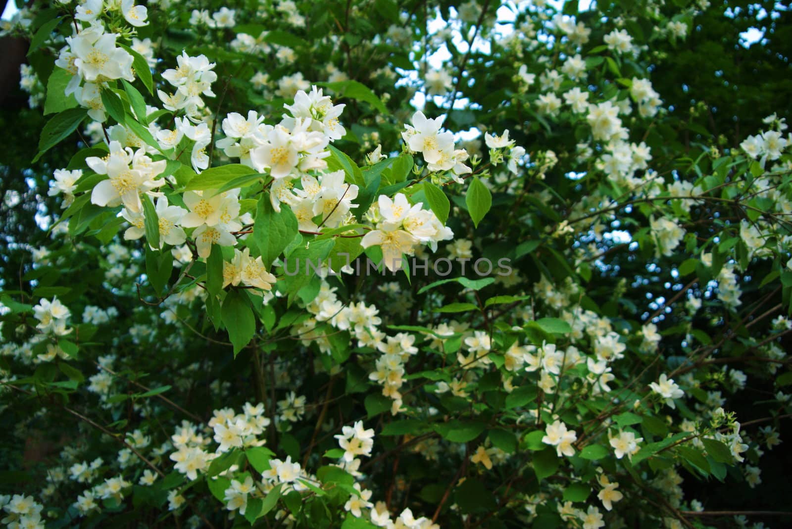 Flowers of the cherry blossoms on a spring day