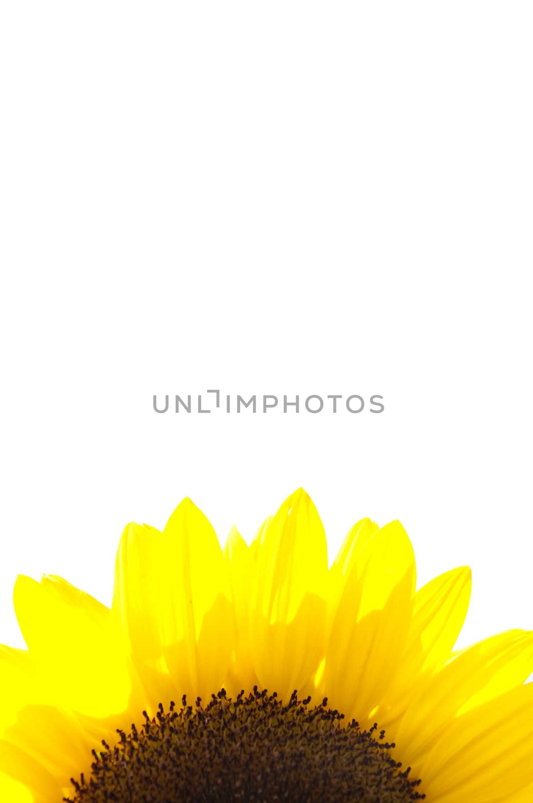 A beautiful sunflower detail isolated on white