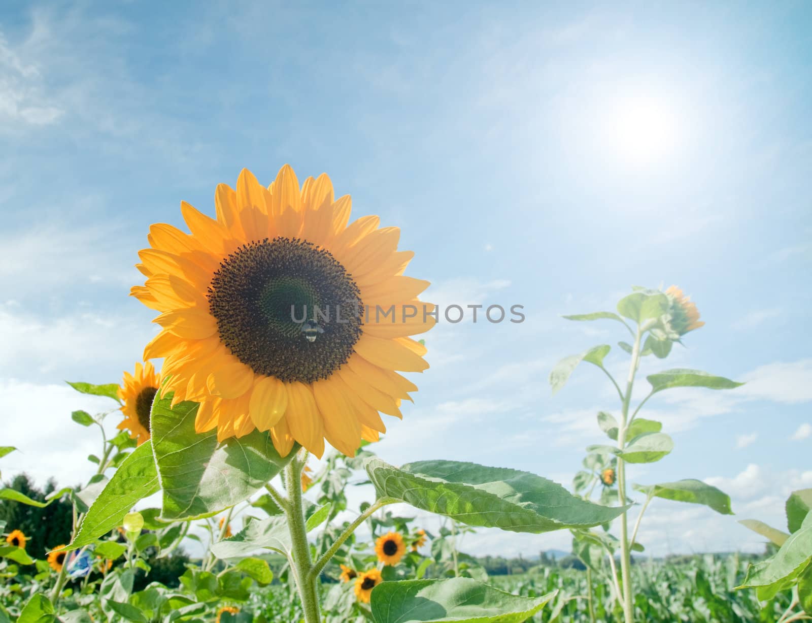 Sunflower Field by Rainman