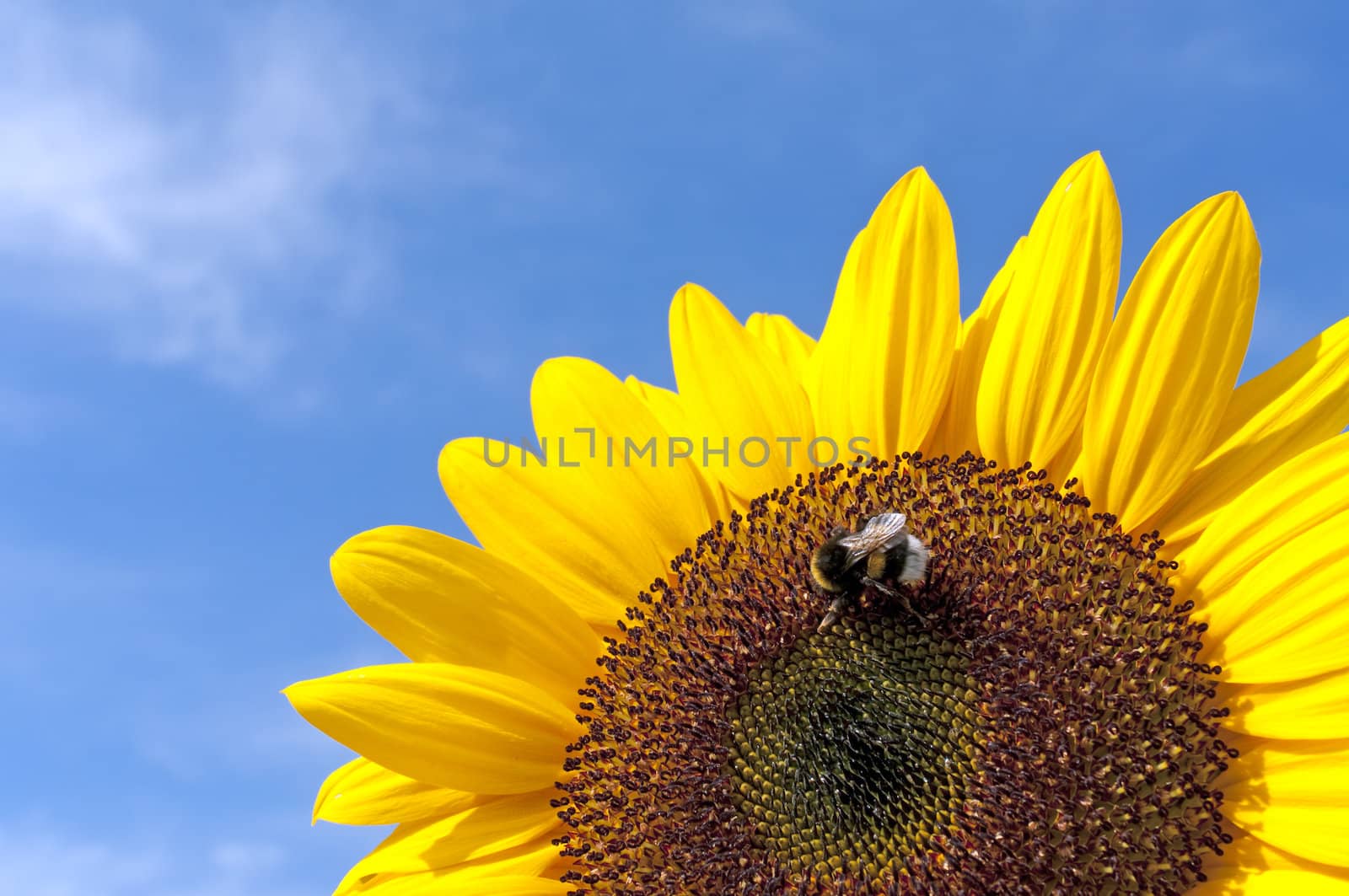 Beautiful Sunflower With Bee Against The Blue Sky By Sunny Wheather