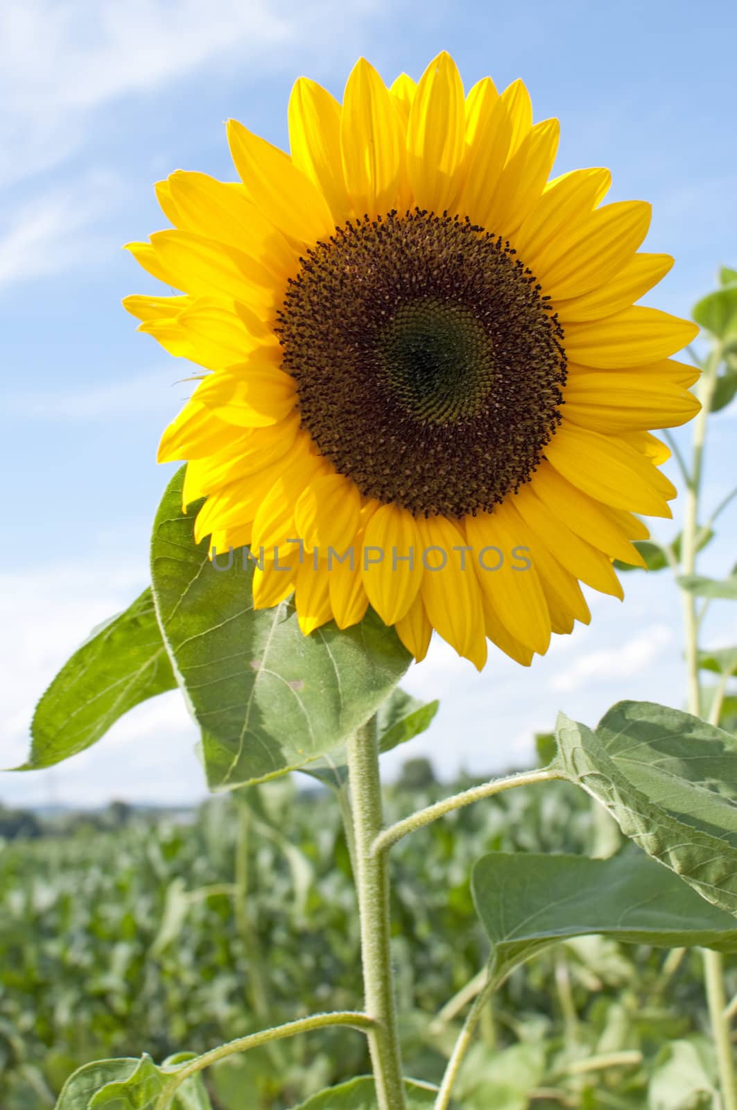 Beautiful Sunflower on the field against the blue sky