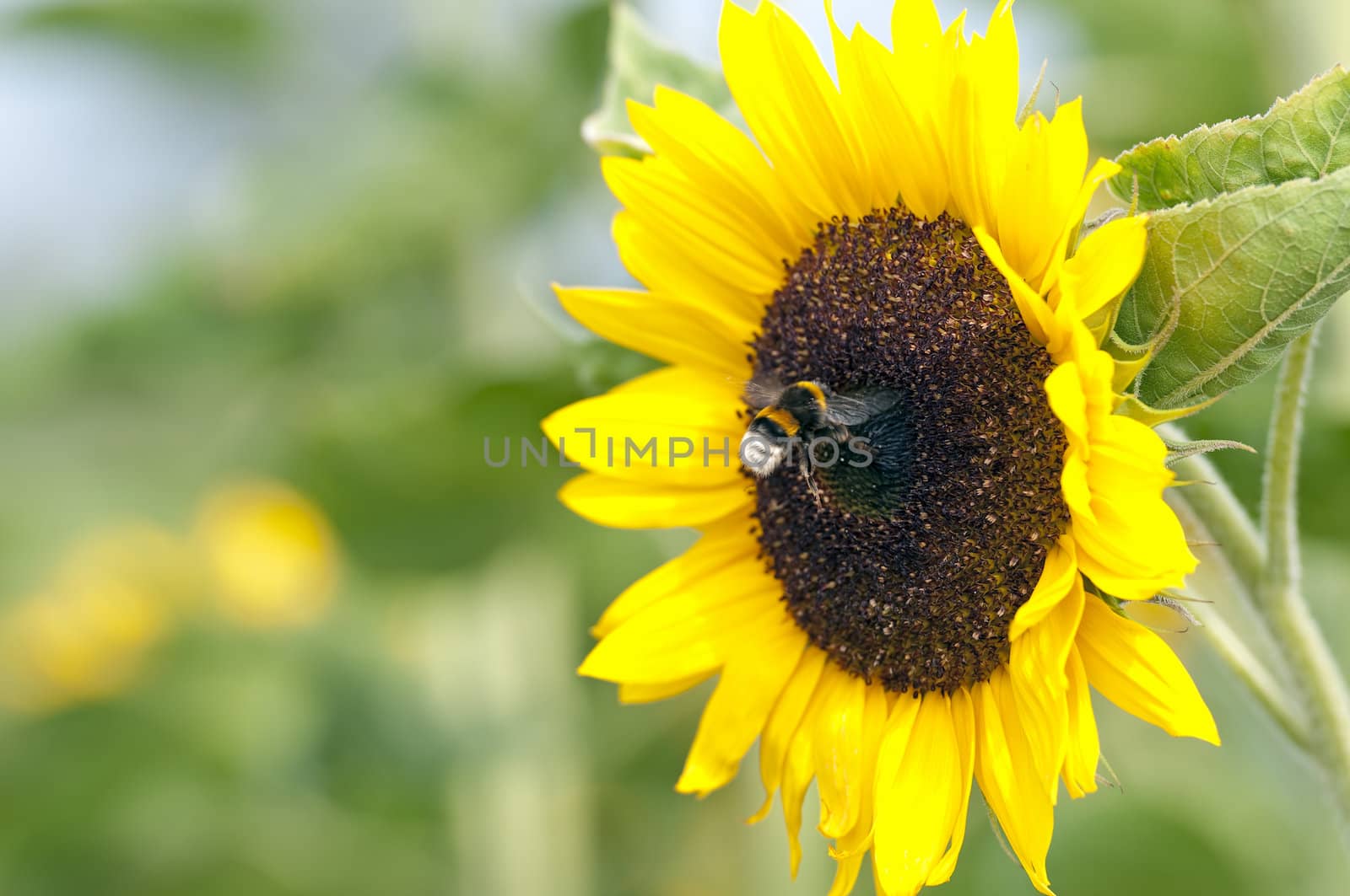 Beautiful Sunflower With Bee Against The Blue Sky