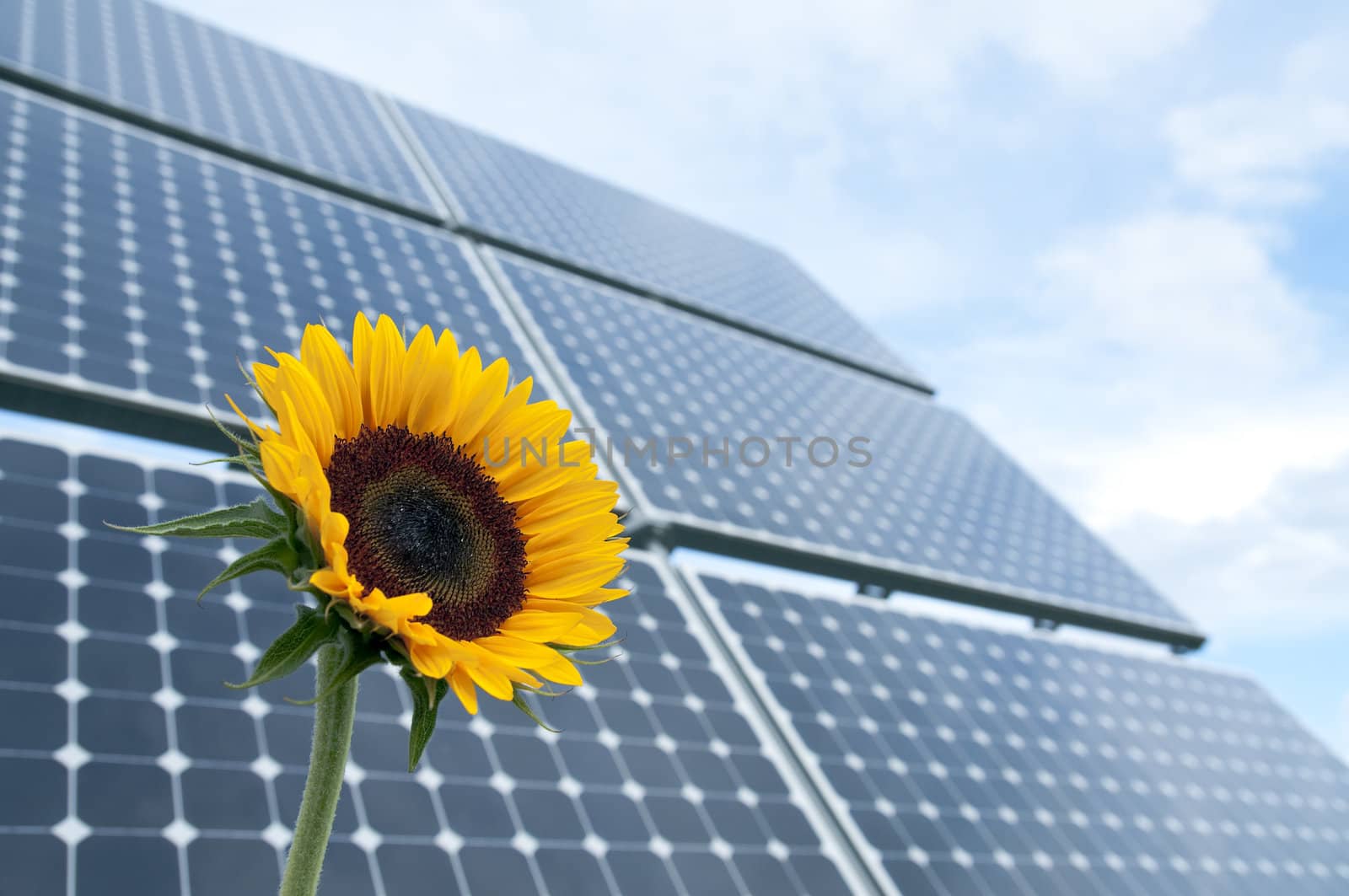 Sunflower and solar panels by Rainman