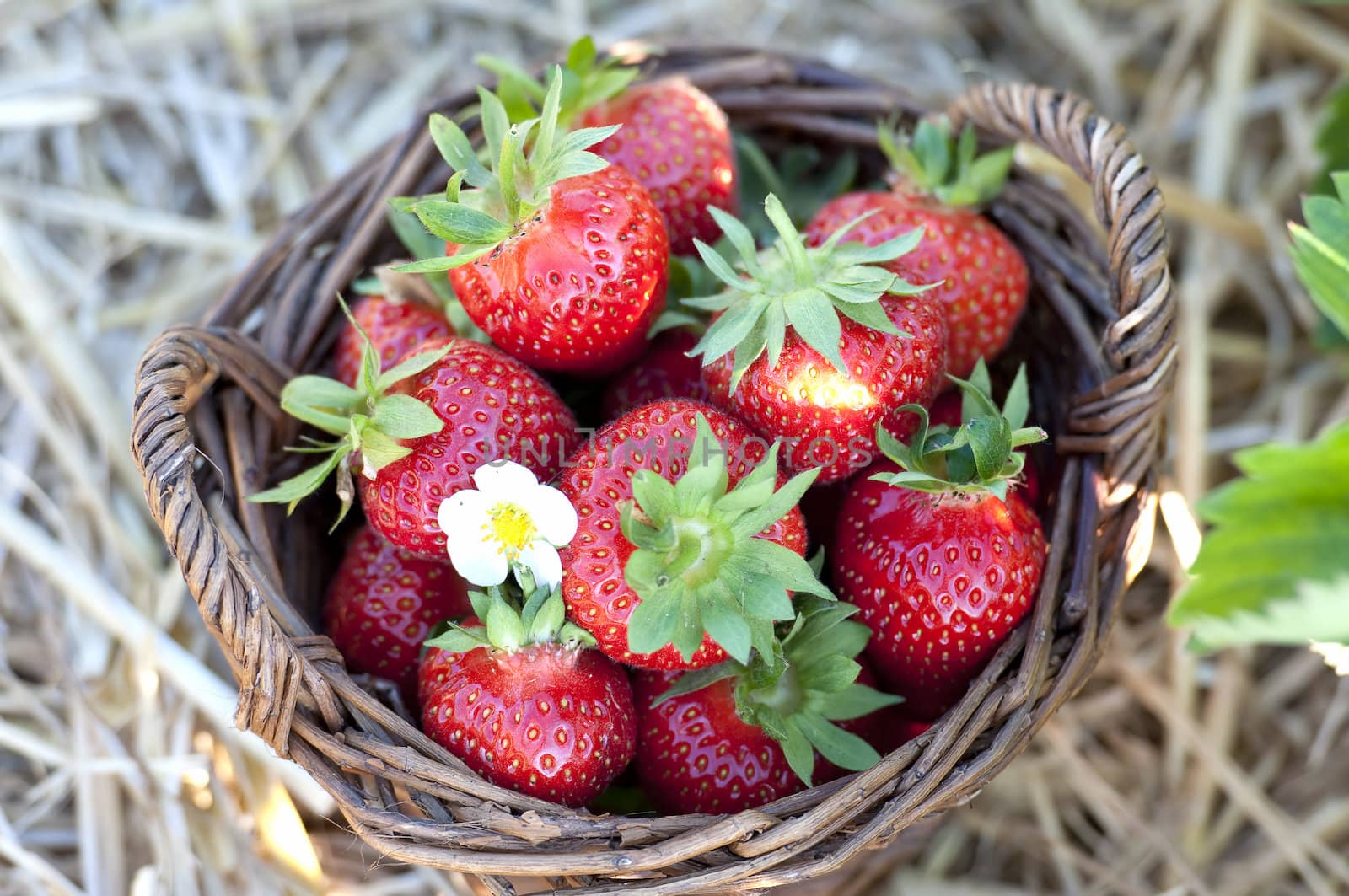 Strawberries in the basket by Rainman