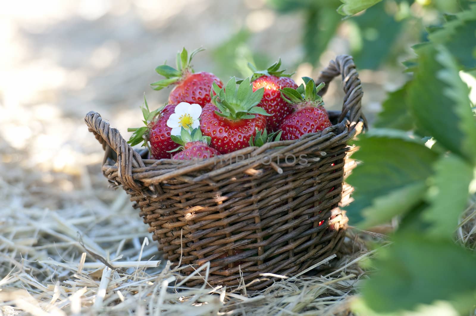 Strawberries in the basket by Rainman
