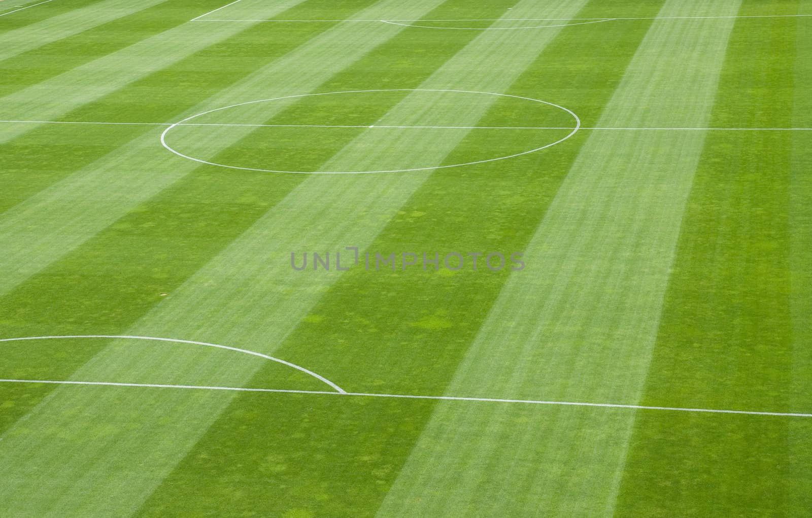 Detail of Soccer Field Grass in a Stadium