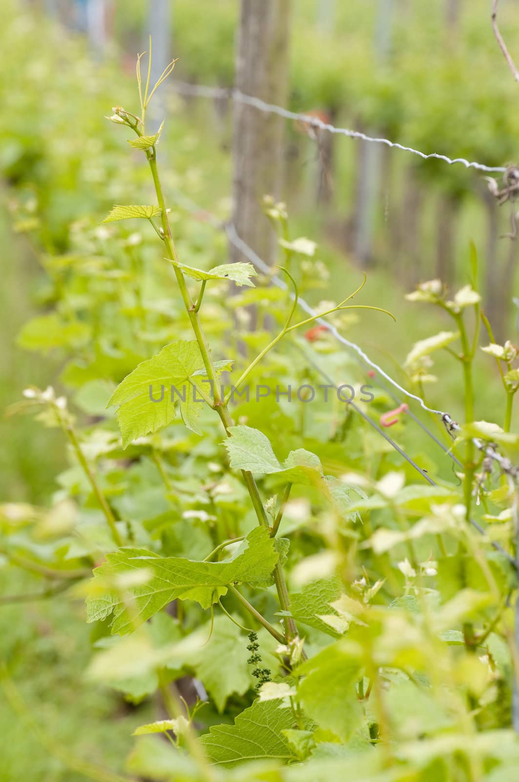 Closeup of grape vine leaves by Rainman