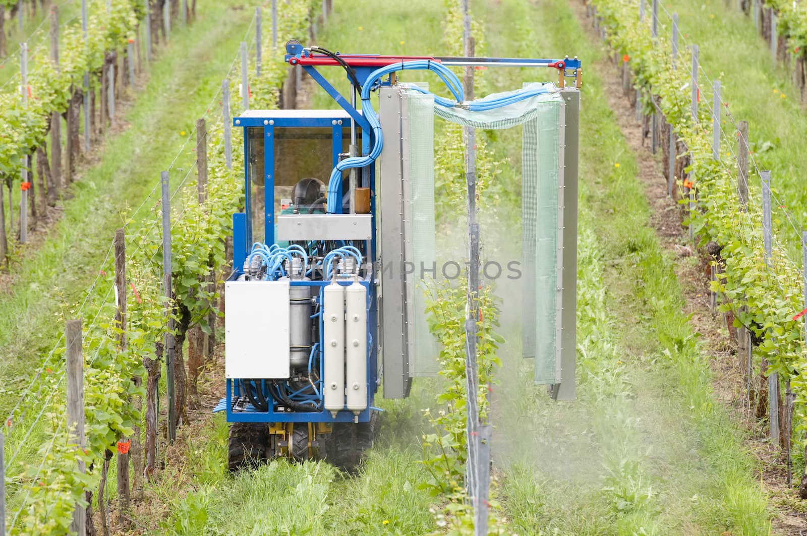 Spraying Grape Vines In The Vineyard With a Special Chain Tractor