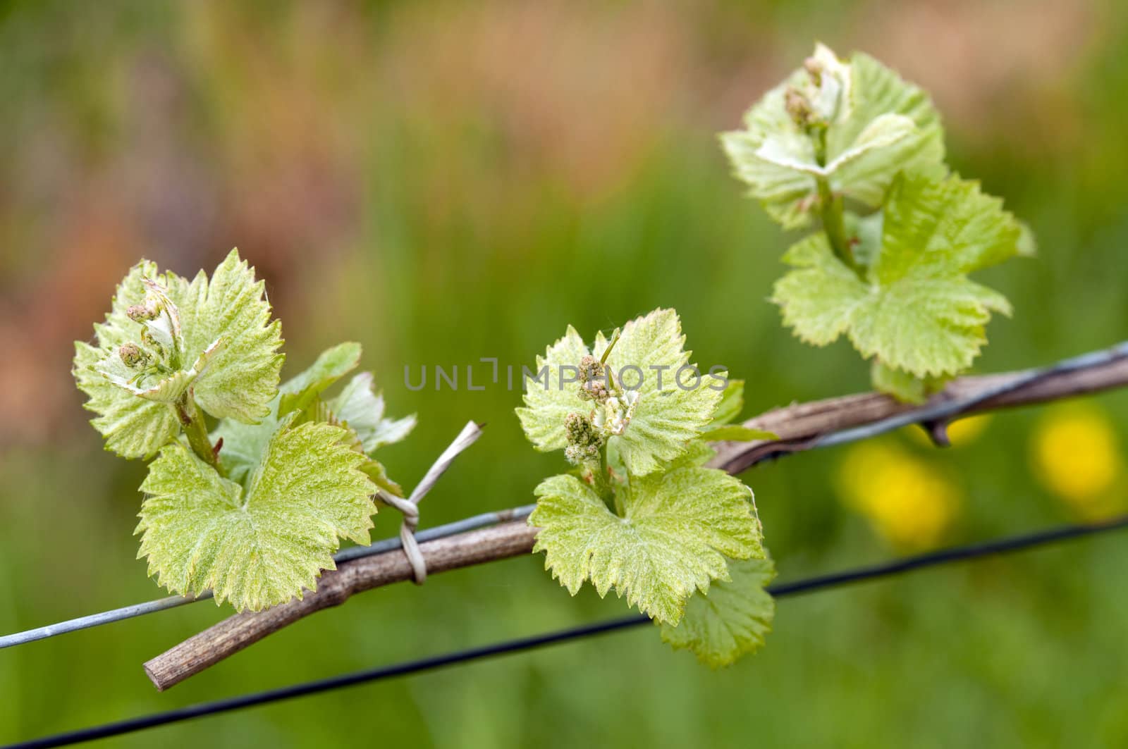 Spring buds sprouting on a grape vine in the vineyard