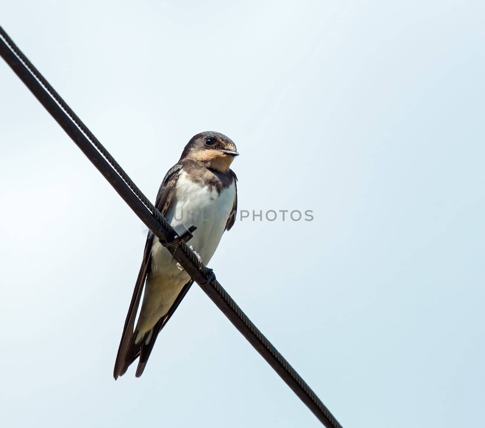 Immature Barn Swallow on wire