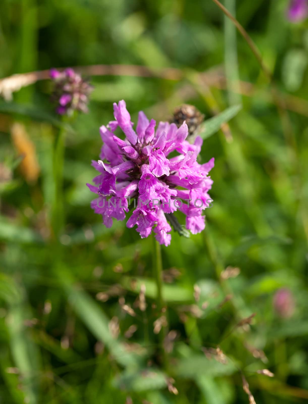 Wild flower Betony, growing on chalk downland The South Downs in Sussex.