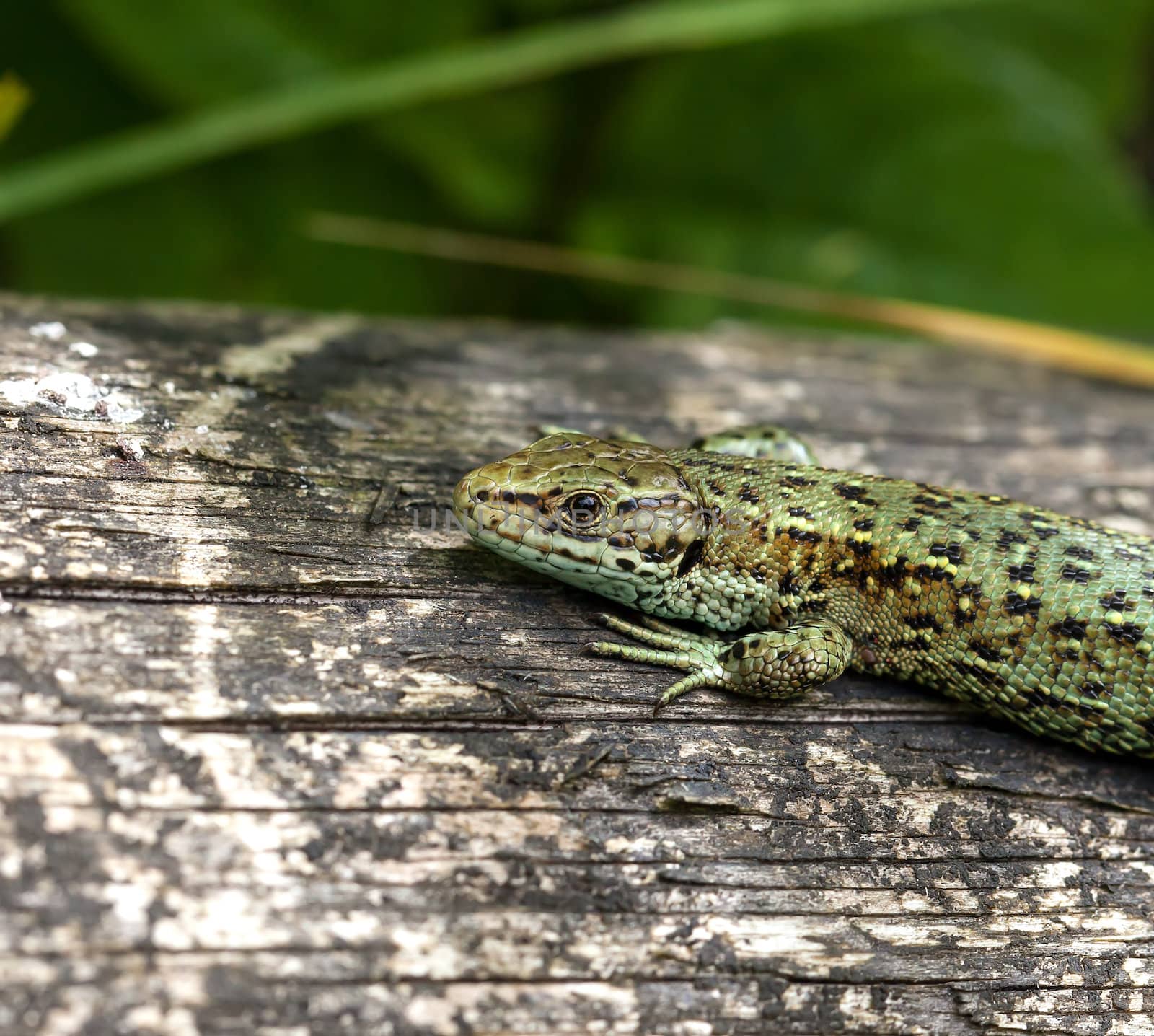 Close-up of Common Lizard, showing scales and claws details.