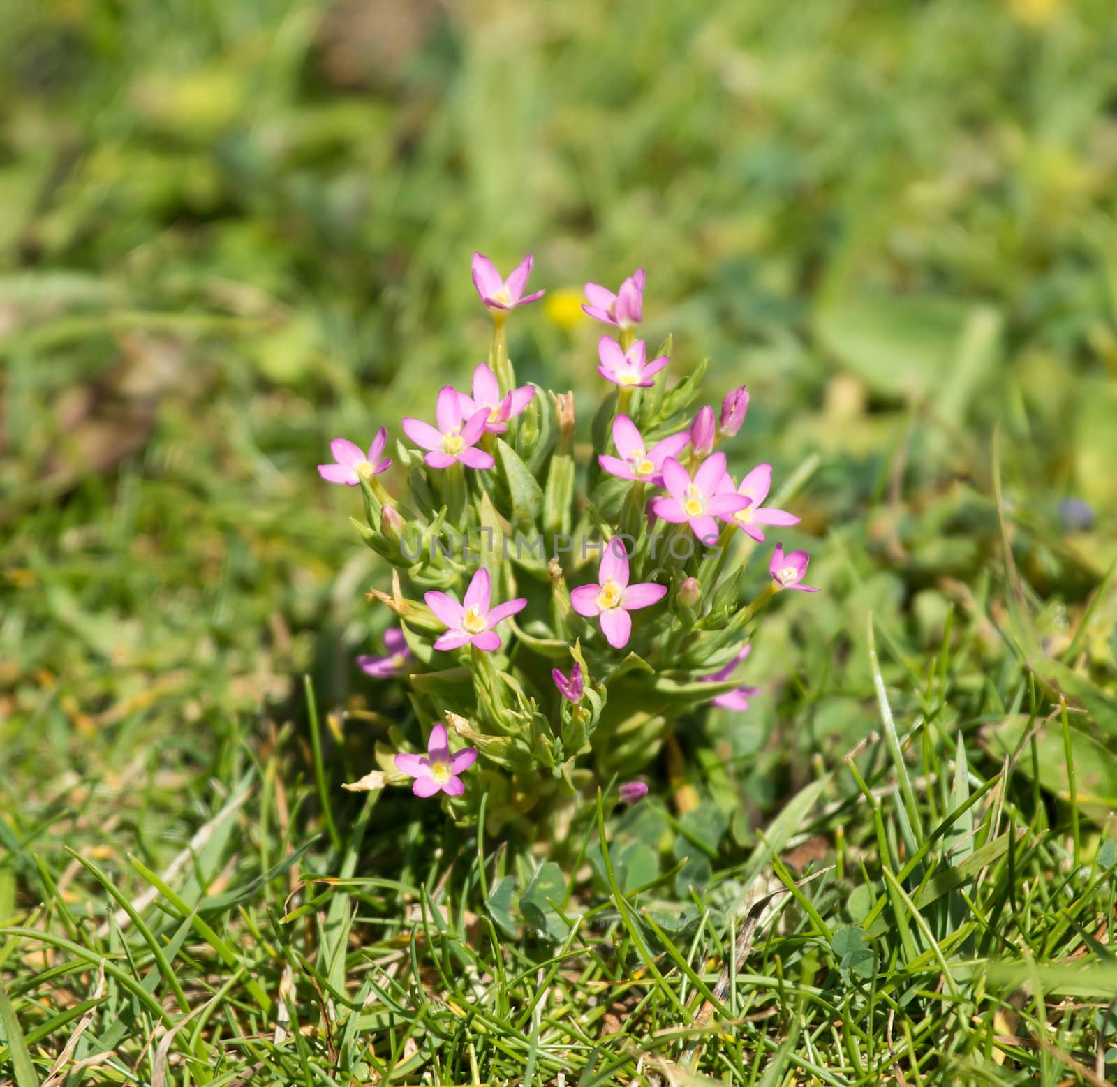 Wild flower Lesser Centaury, growing on chalk South Downs in Sussex