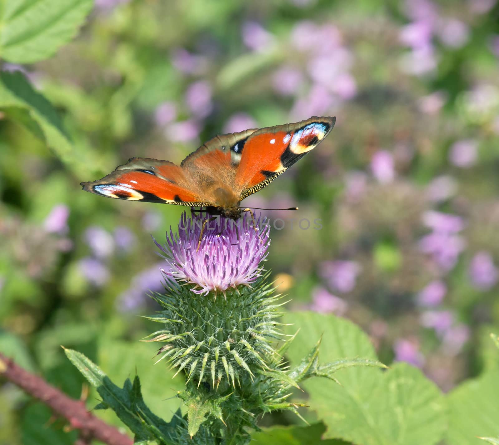 Peacock Butterfly nectaring on wild flower.