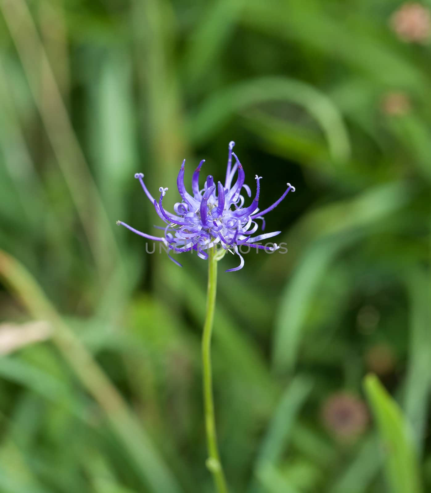 Wild flower Round-headed Rampion, scarce nationally UK but common on Sussex chalk downland. County flower of Sussex.