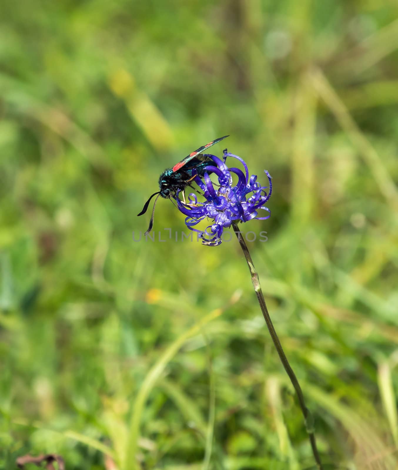 Daytime-flying Six-spot Burnet Moth feeding on Round-headed Rampion