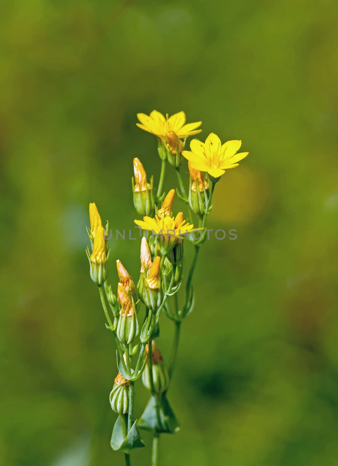 Wild flower Yellow-wort, growing on chalk South Downs in Sussex