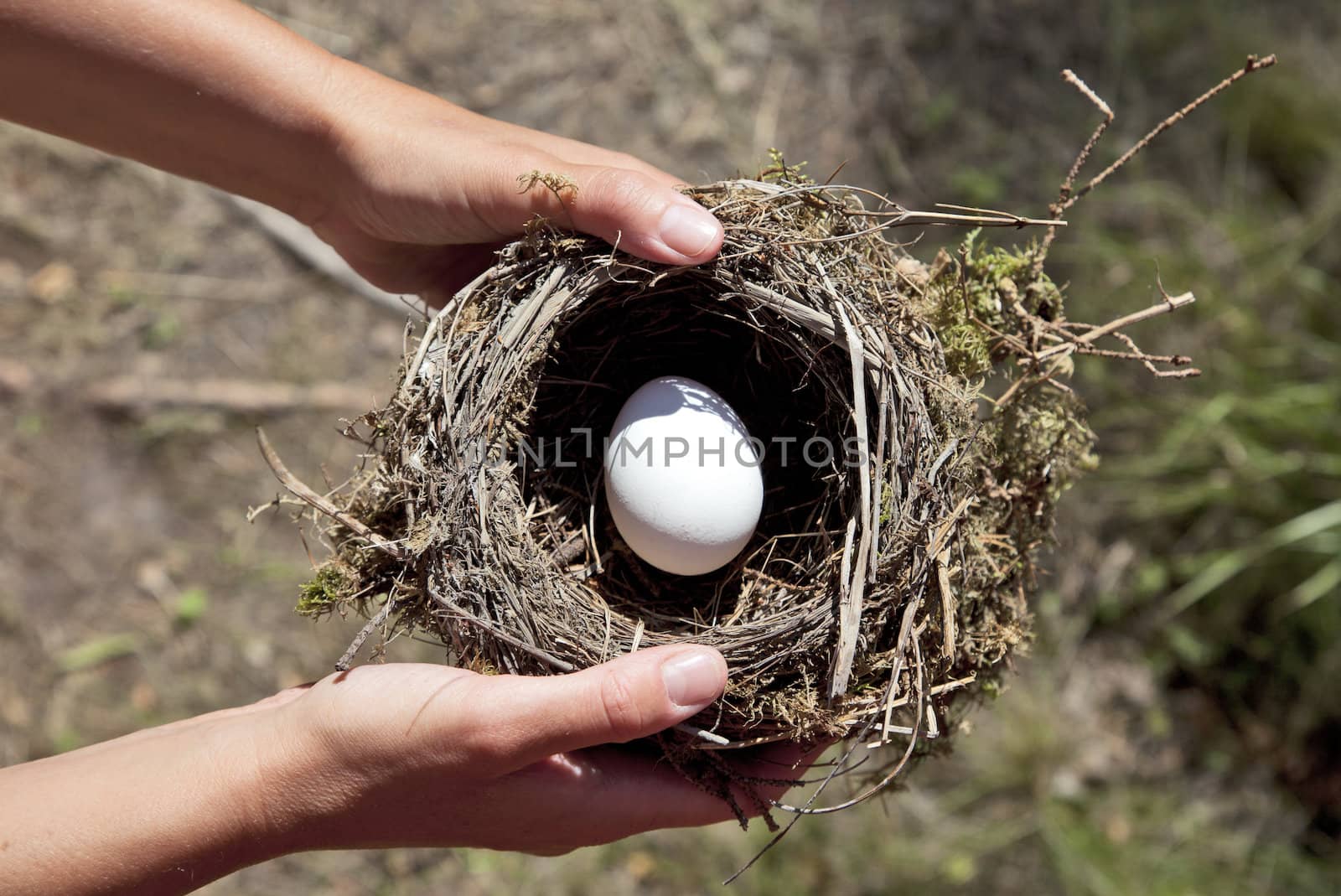 Hands holding nest with egg. Nature background.