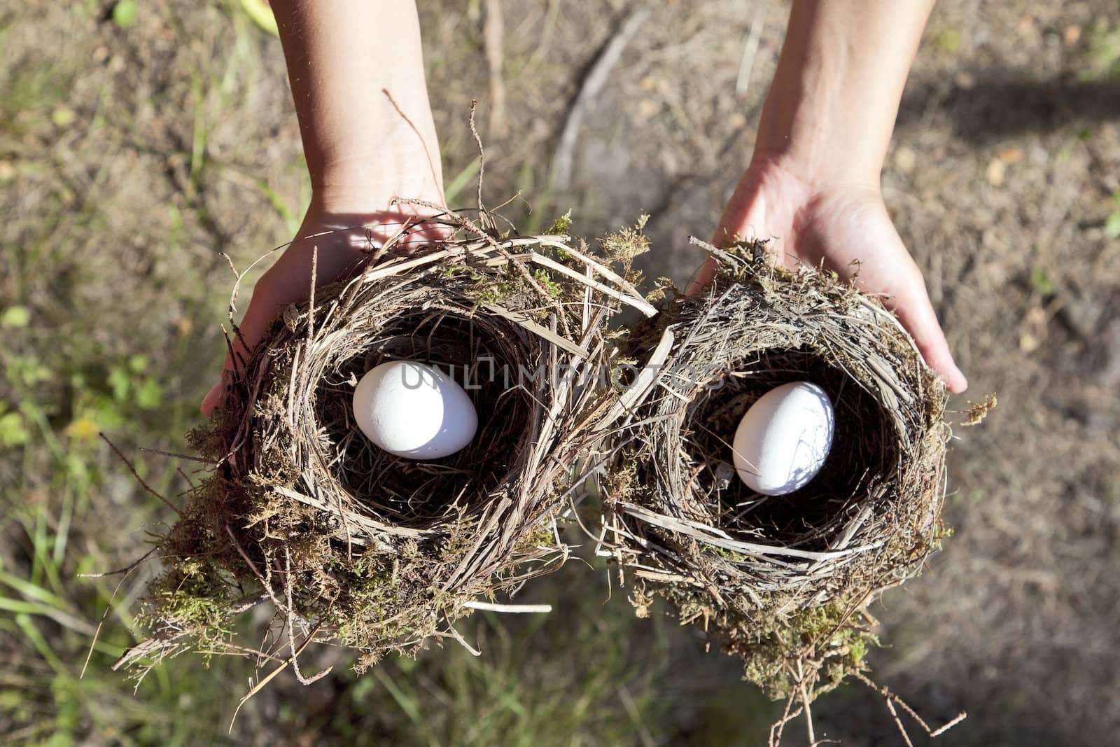 Hands holding nest with egg. Nature background.