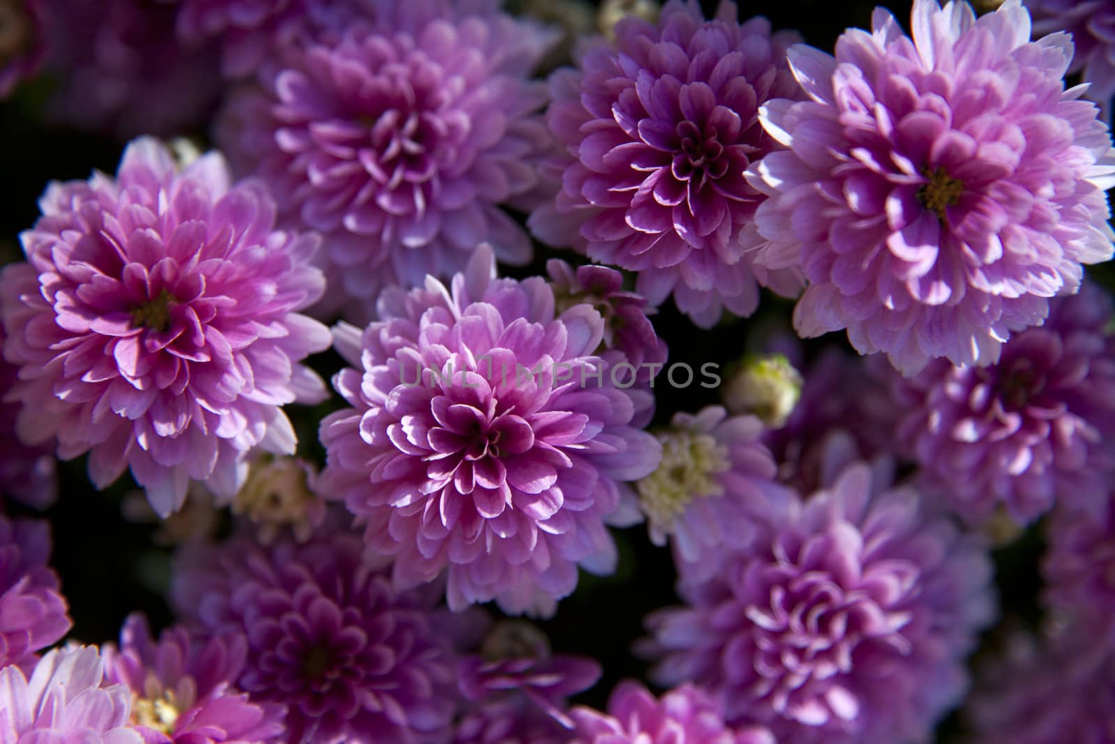 Bright Color Chrysanthemum Flower in Sunny Day