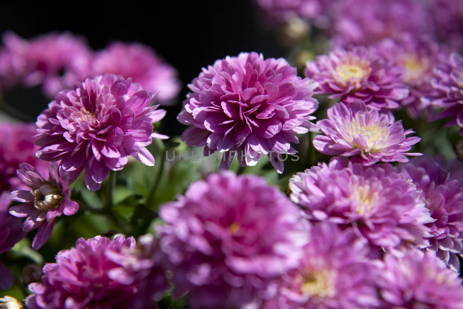 Bright Color Chrysanthemum Flower in Sunny Day