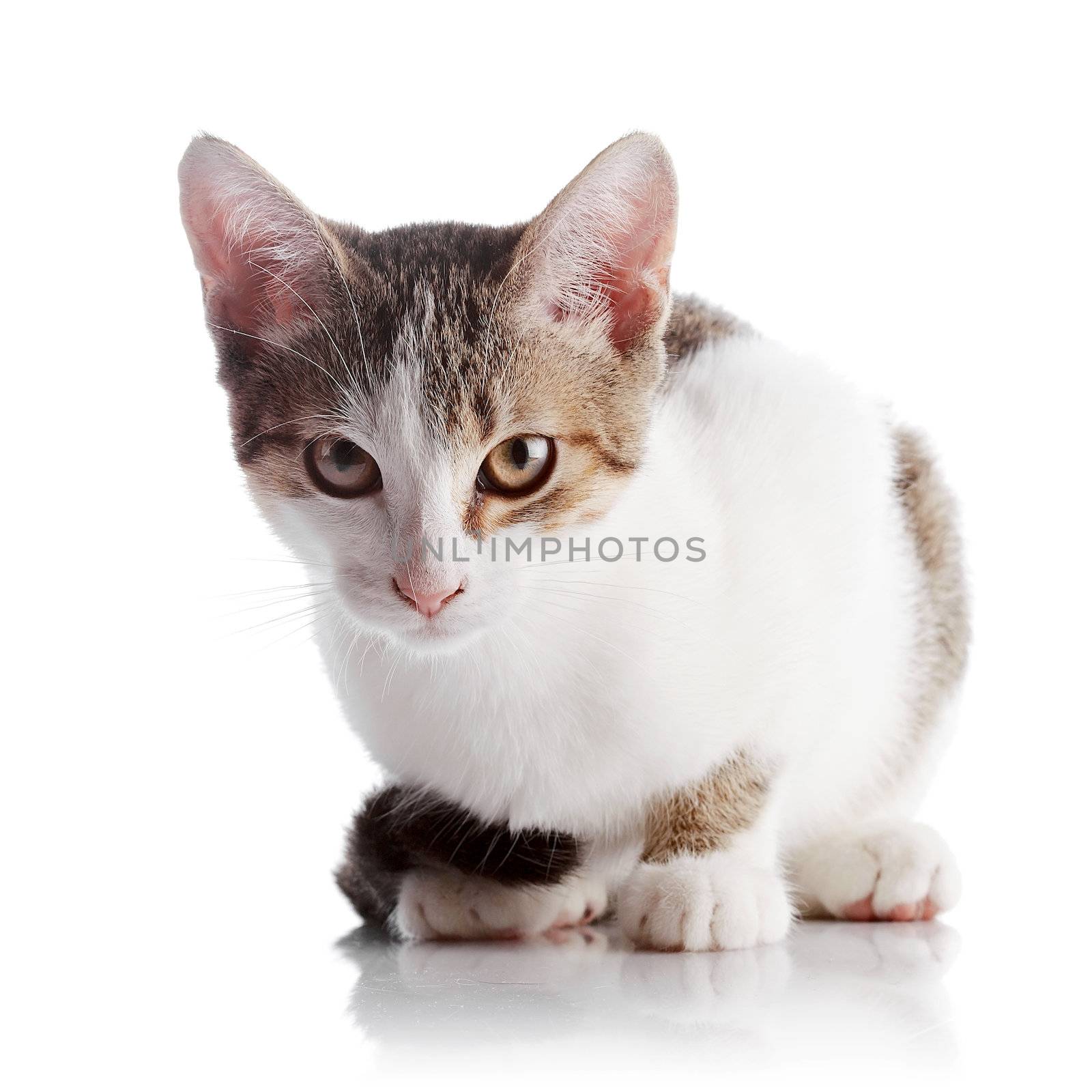 Multi-colored small kitten. Kitten on a white background. Small predator. Small cat.