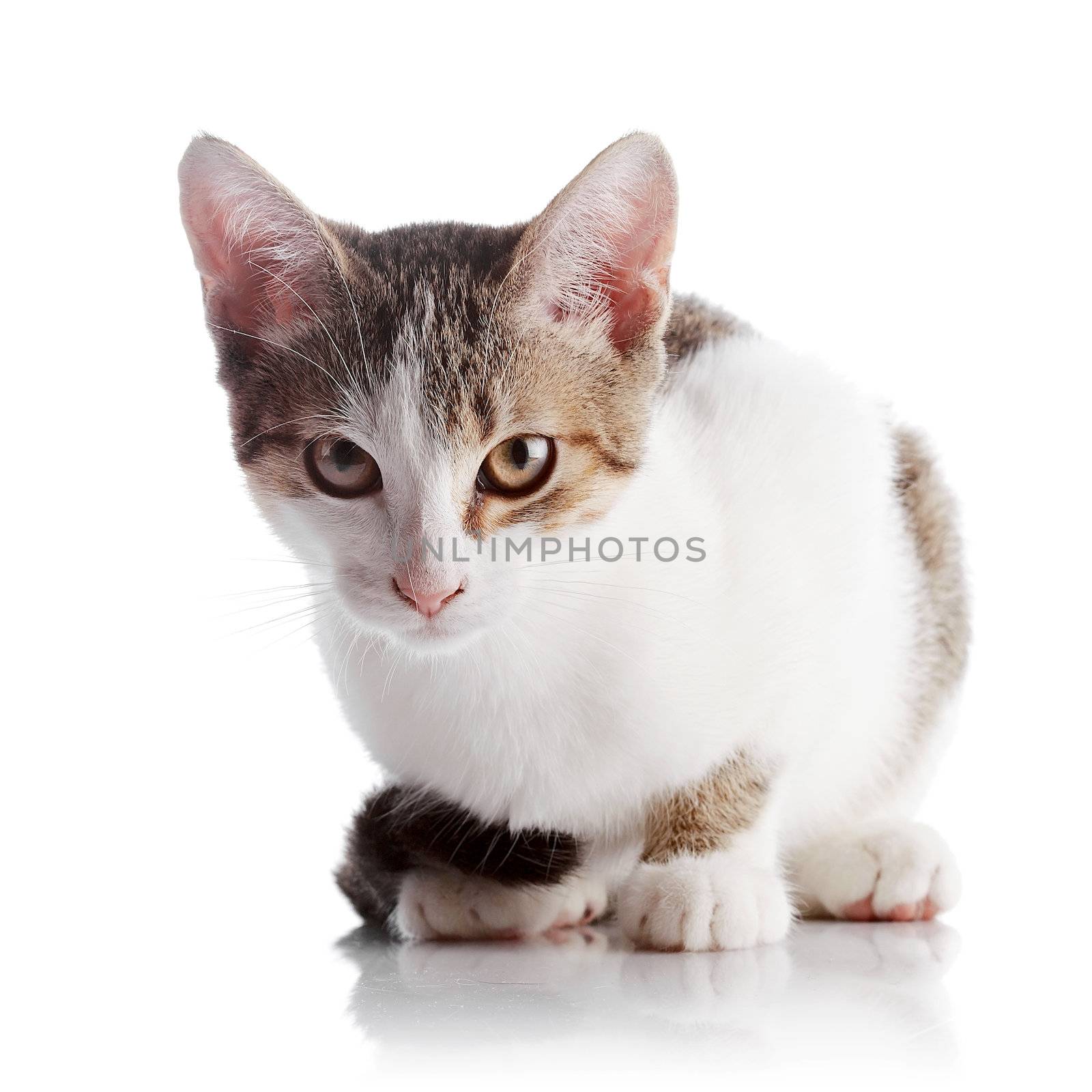 Multi-colored small kitten. Kitten on a white background. Small predator. Small cat.